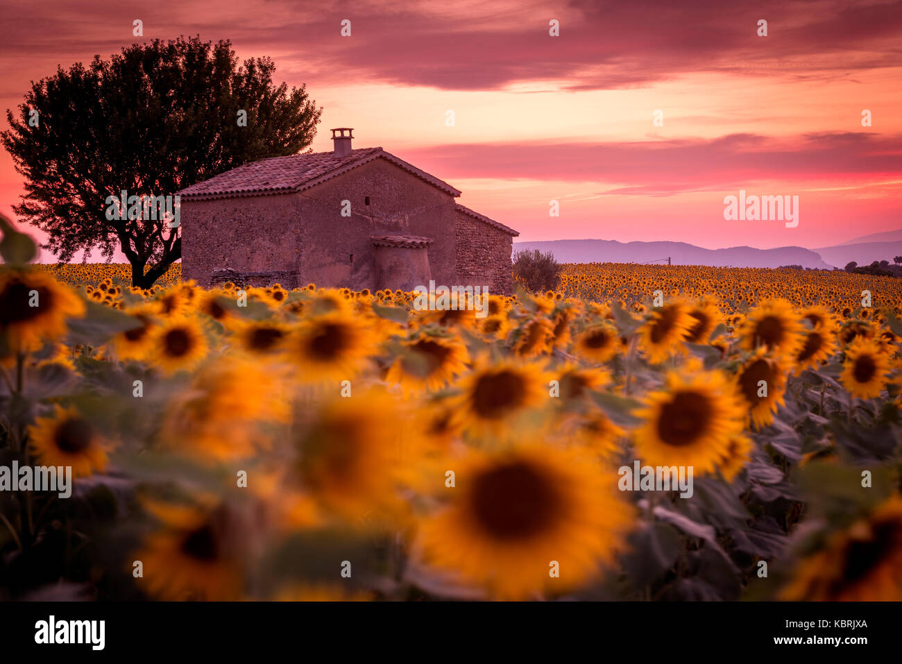 Provence, Plateau von Valensole, Frankreich, Europa. Einsames Bauernhaus in einem Feld voller Sonnenblumen, einsamer Baum, Sonnenuntergang. Stockfoto
