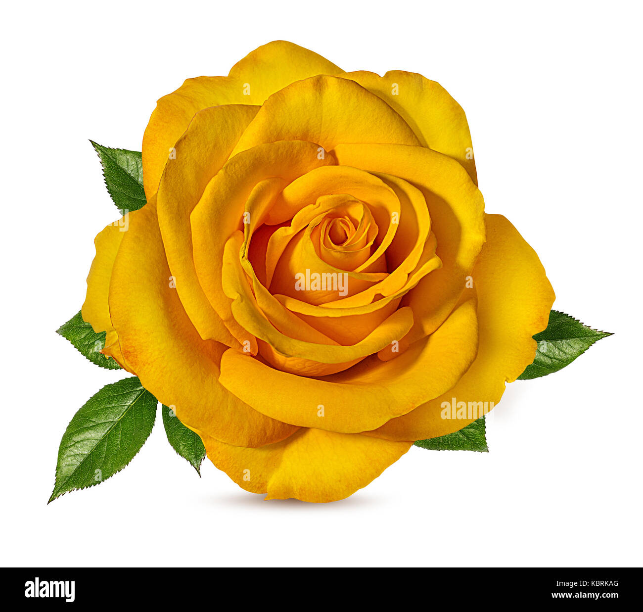 Gelbe Rosen auf weißem Hintergrund Stockfoto