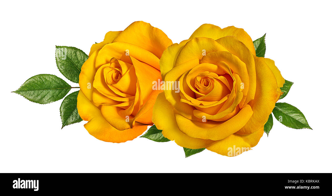 Gelbe Rosen auf weißem Hintergrund Stockfoto