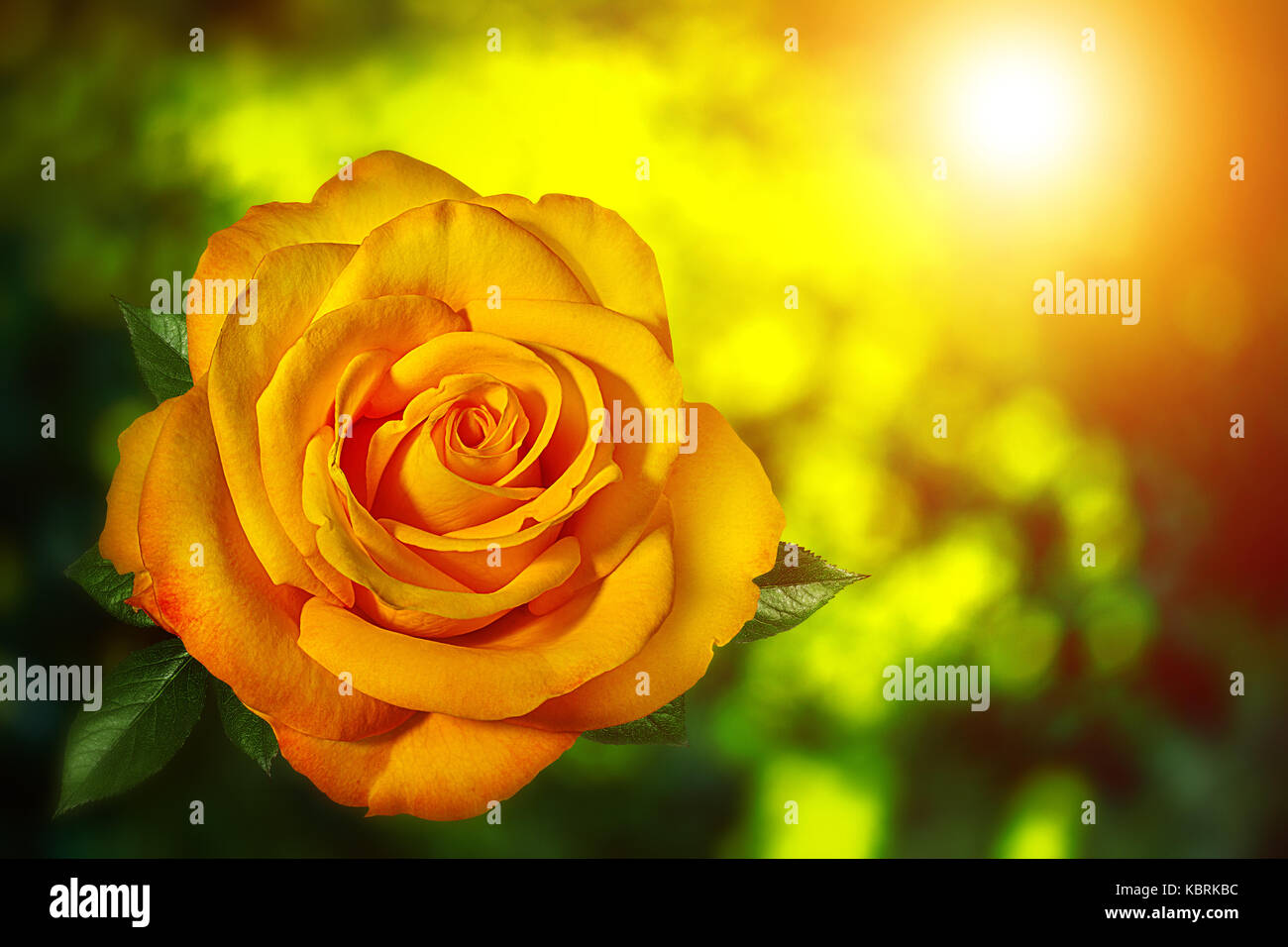 Gelbe Rose mit abstrakten Sonnenlicht und Bokeh für Hintergrund. Stockfoto