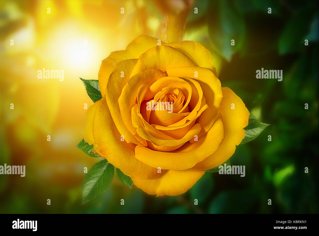 Gelbe Rose mit abstrakten Sonnenlicht und Bokeh für Hintergrund. Stockfoto