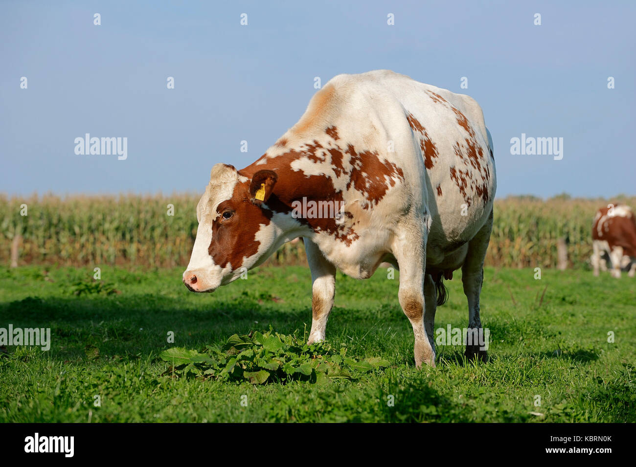 Holstein friesian rinder -Fotos und -Bildmaterial in hoher Auflösung ...