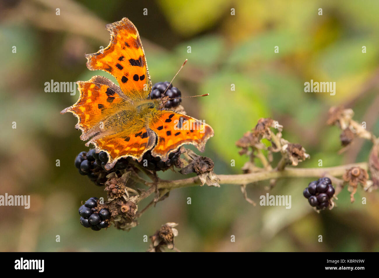 Komma Schmetterling Fütterung auf Brombeeren mit Soft Focus Hintergrund und Raum für einige kopieren. Leuchtend orange-braune Flügel mit dunklen Markierungen und Margen. Stockfoto
