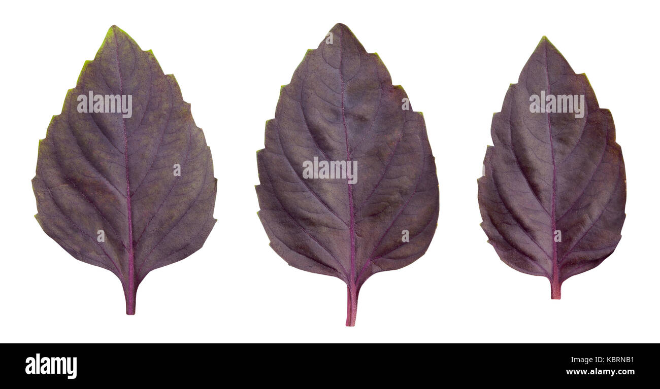 Rote Blätter Basilikum Pfad isoliert Stockfoto