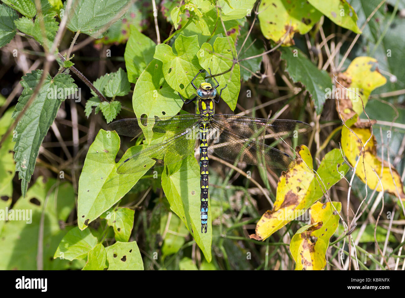 Southern hawker Dragon Fly ruht auf vegetetion entlang eines Kanals in Loxwood UK. Große Libelle vor allem Gelb Grün mit einigen blauen hat vier steifen Flügeln Stockfoto