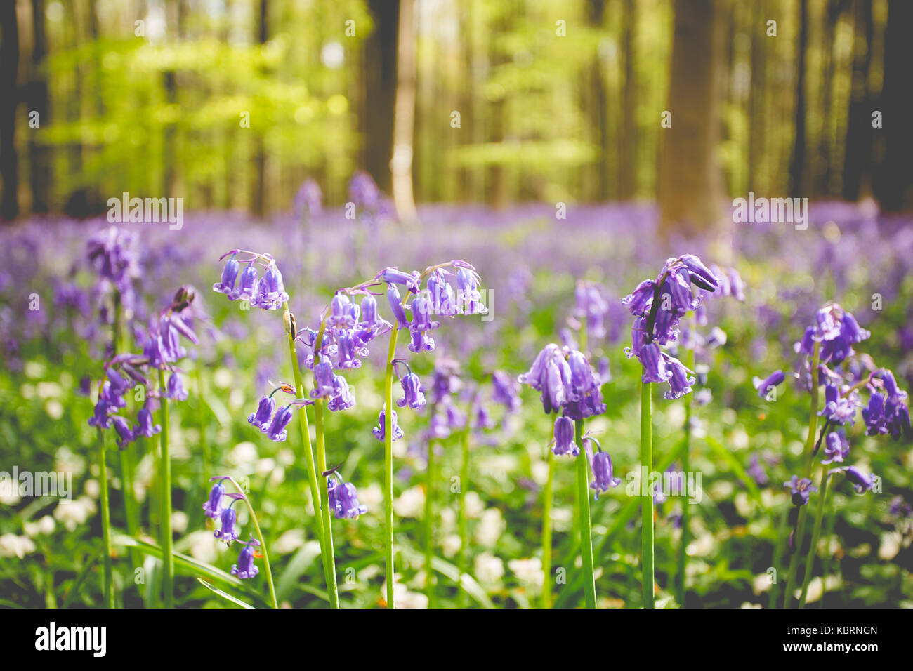 Hallerbos, Buchenwald in Belgien voll von blauen Glocken Blumen. Stockfoto