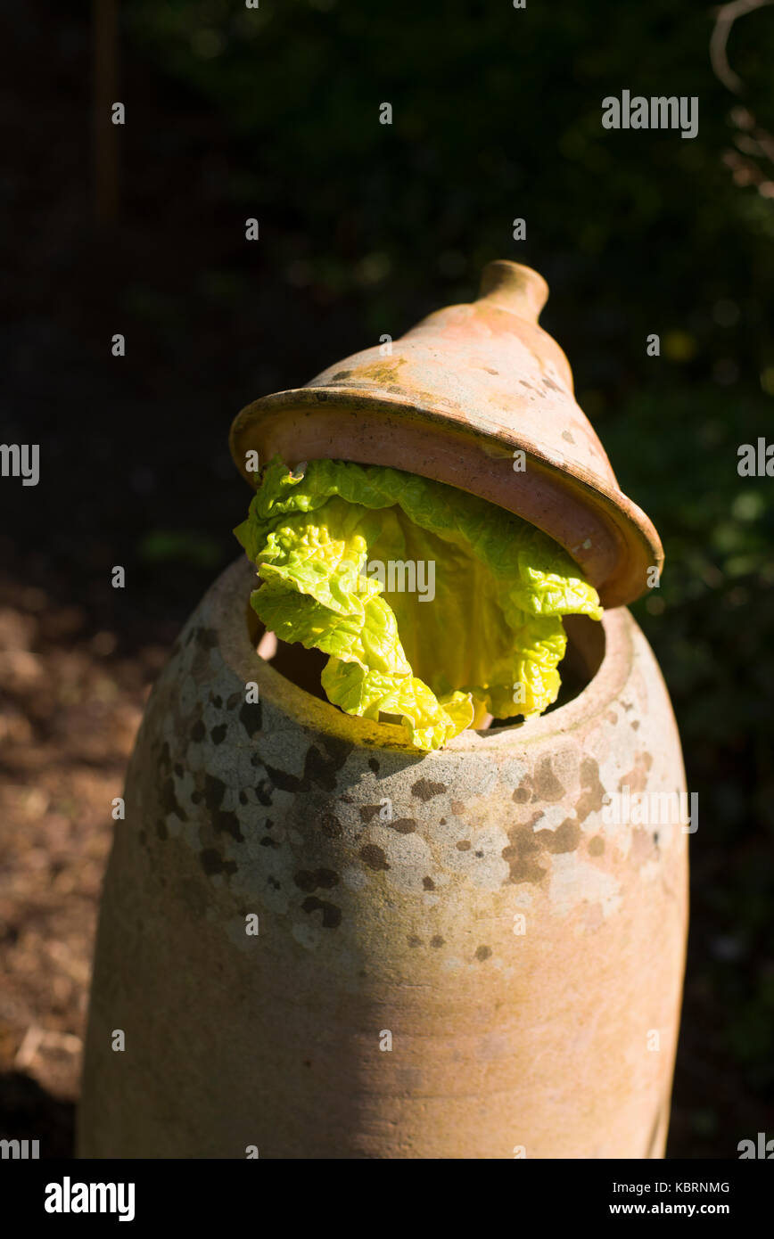 Zwingen Rhabarber im Frühjahr Stockfoto