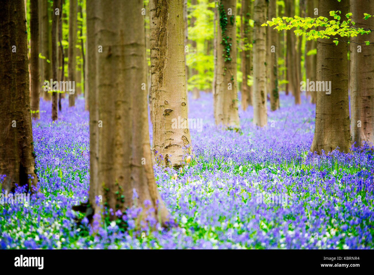 Hallerbos, Buchenwald in Belgien voll von blauen Glocken Blumen. Stockfoto