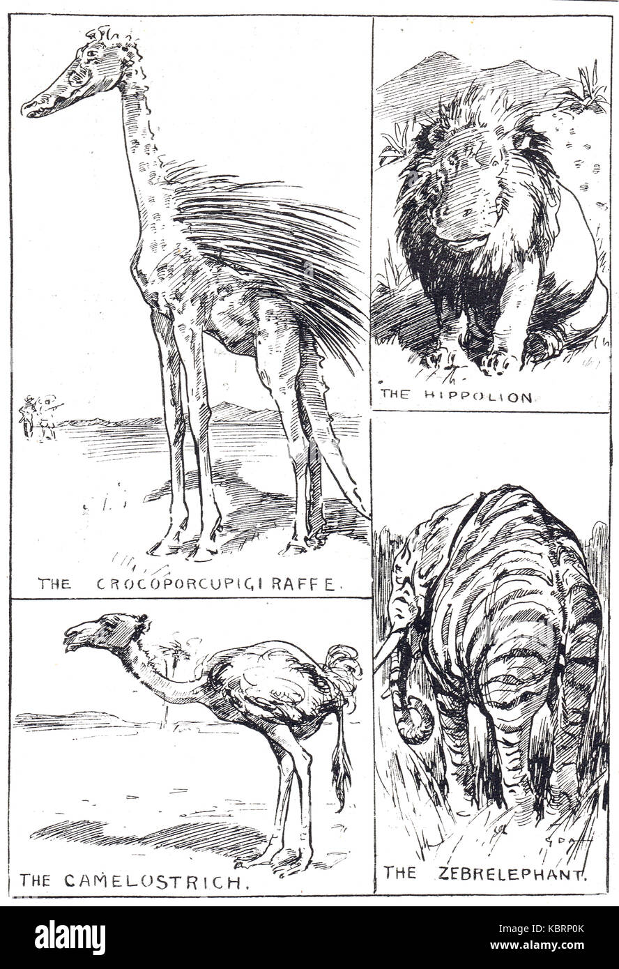 Fabelwesen, Hippolion, Camelostrich, Zebrelephant, & Crocoporcupigiraffe. Punch Cartoon von 1909 Stockfoto