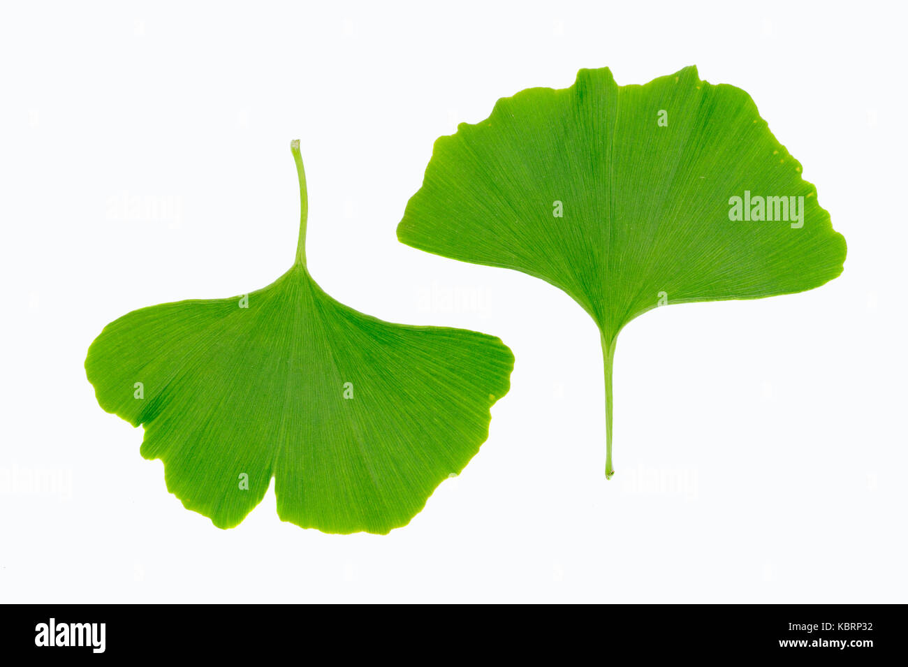 Maidenhair Baum, Blätter/(Ginkgo biloba) , Blaetter/Ginkgobaum (Ginkgo