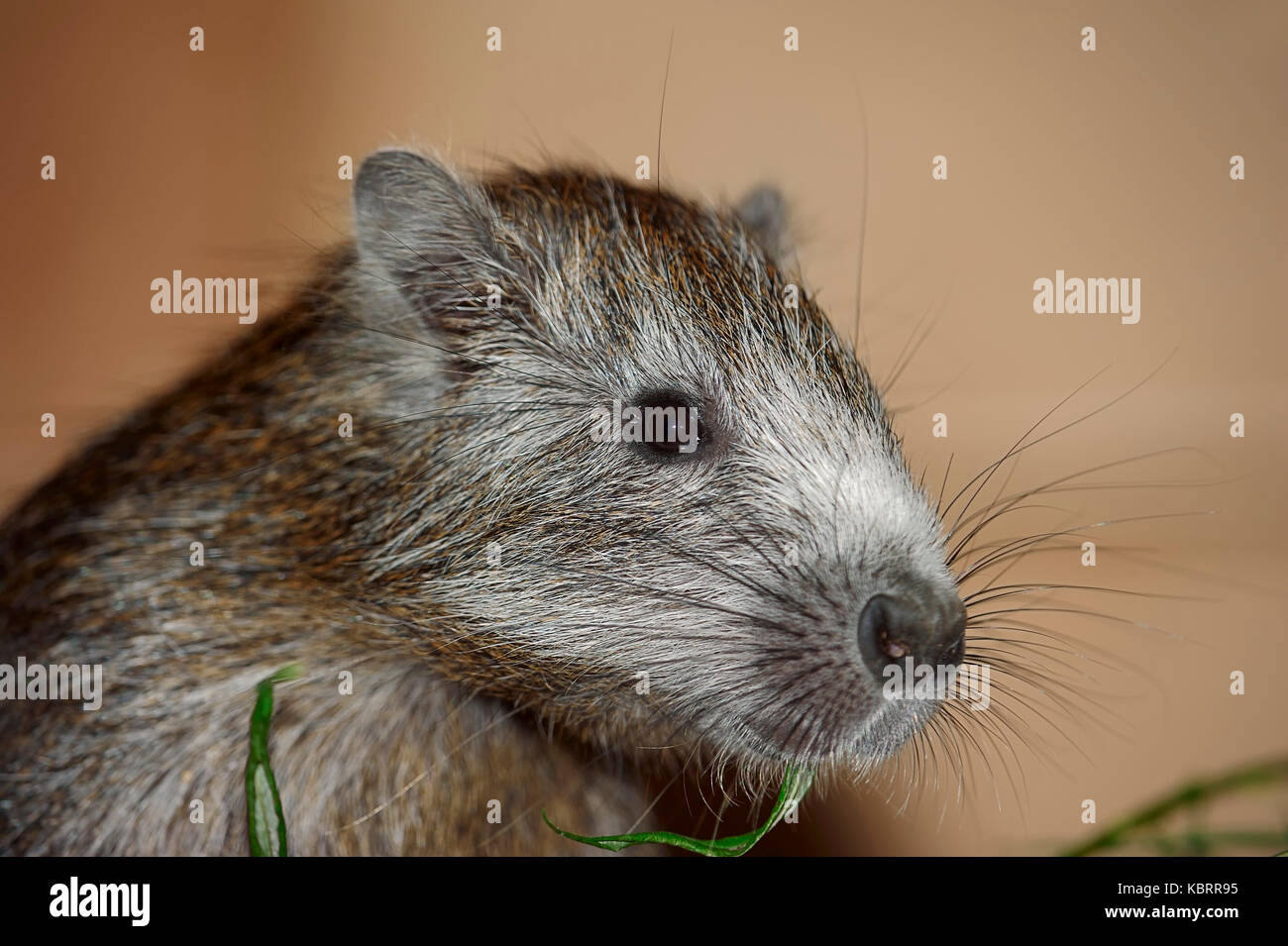 Kuba baumratte Fotos und Bildmaterial in hoher Auflösung Alamy
