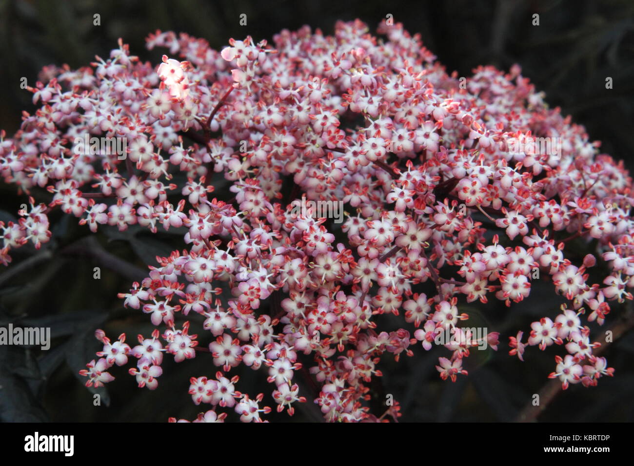 Britische Gartenblumen Stockfoto