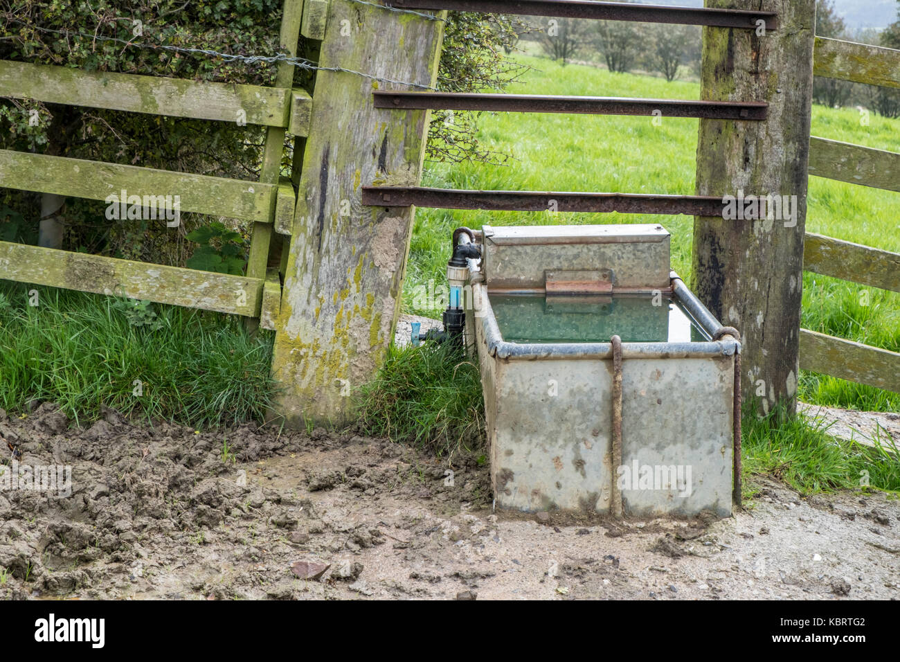 Verzinkte Wassertrog für Tiere auf einem Bauernhof in Derbyshire, England, Großbritannien Stockfoto