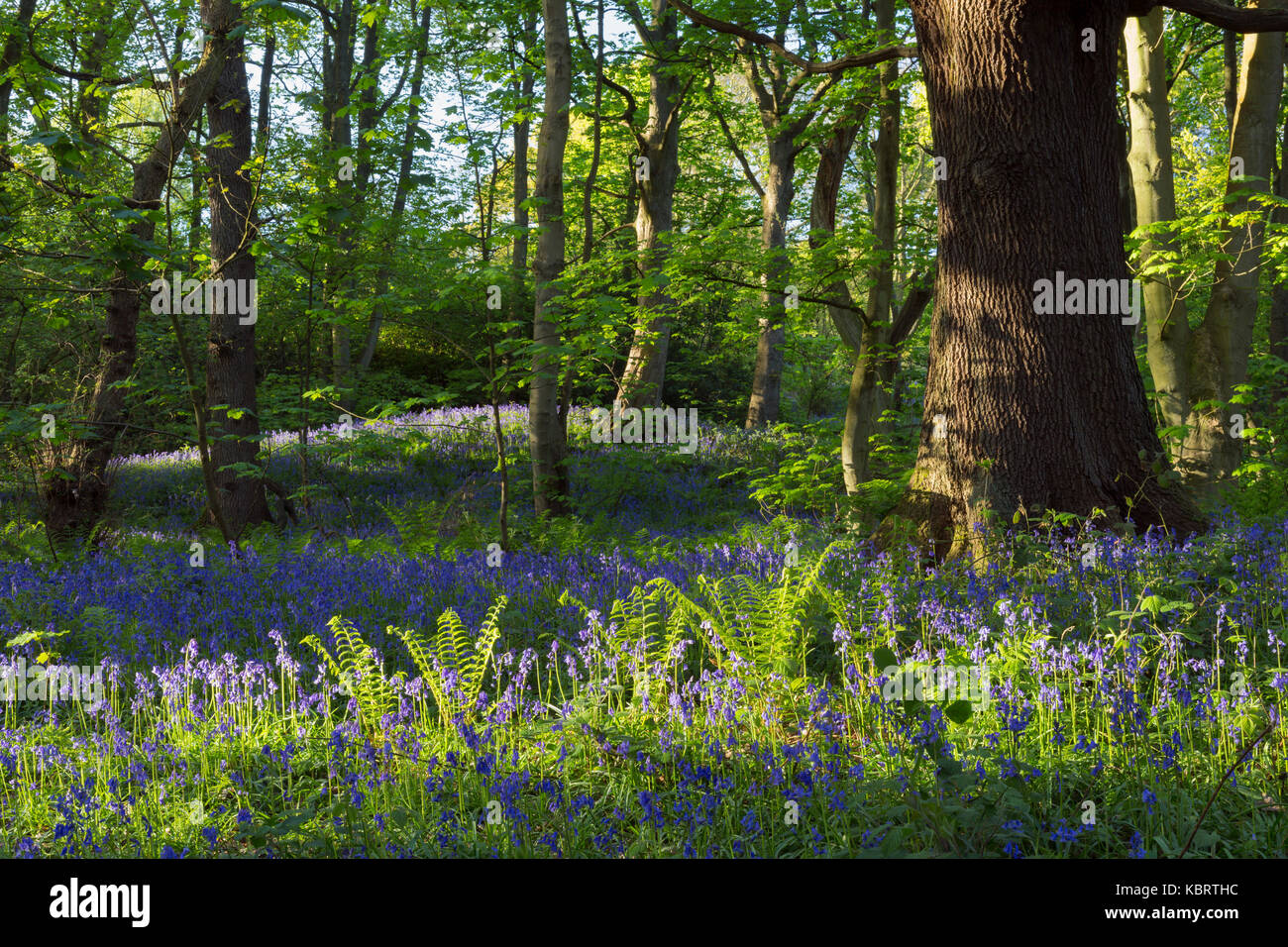 Gemeinsame Bluebells (Hyacinthoides nonscripta) und Adlerfarn, in Wäldern Lebensraum, (Fagus sylvatica), Middleton Woods, Ilkley, West Yorkshire, England, kann Stockfoto