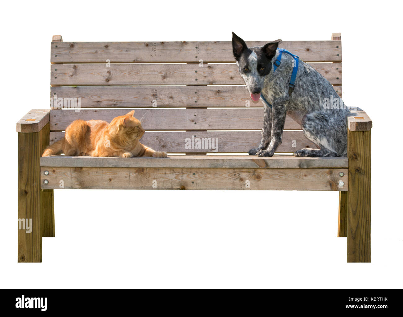 Ginger tabby Kater und ein schwarz-weiß gefleckte Hund sitzt auf einer Holzbank, isoliert auf weißem Stockfoto
