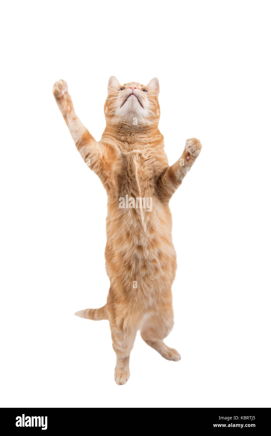 Große ginger tabby Katze stehend auf seine Hinterpfoten, bis hoch, weiß Stockfoto