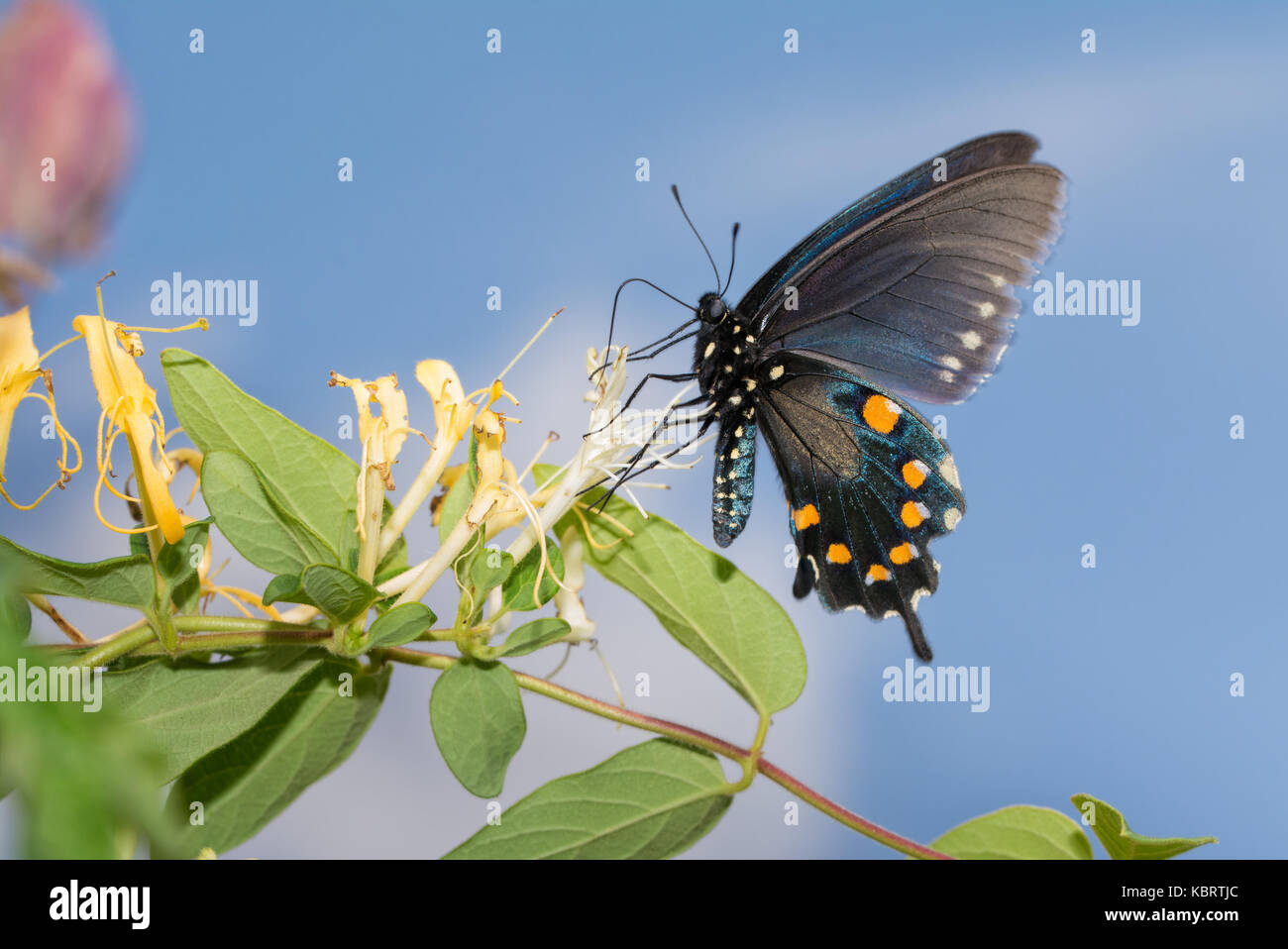 Pfeifenwinde Schwalbenschwanz Schmetterling Fütterung auf ein japanisches Geißblatt Blume mit blauem Himmel Hintergrund Stockfoto