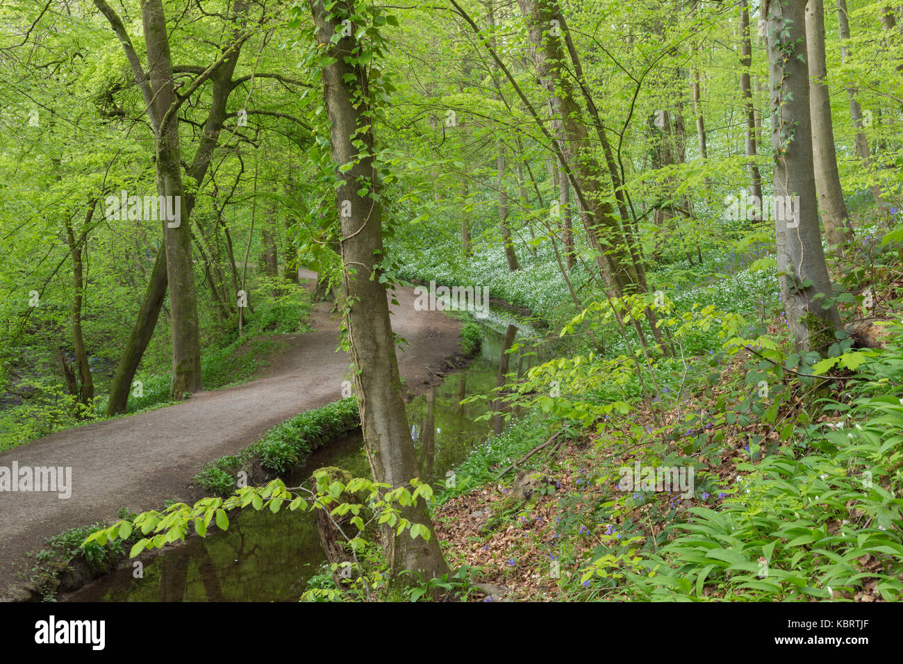 Der Weg durch Skipton Castle Holz, Skipton, North Yorkshire, England, kann Stockfoto