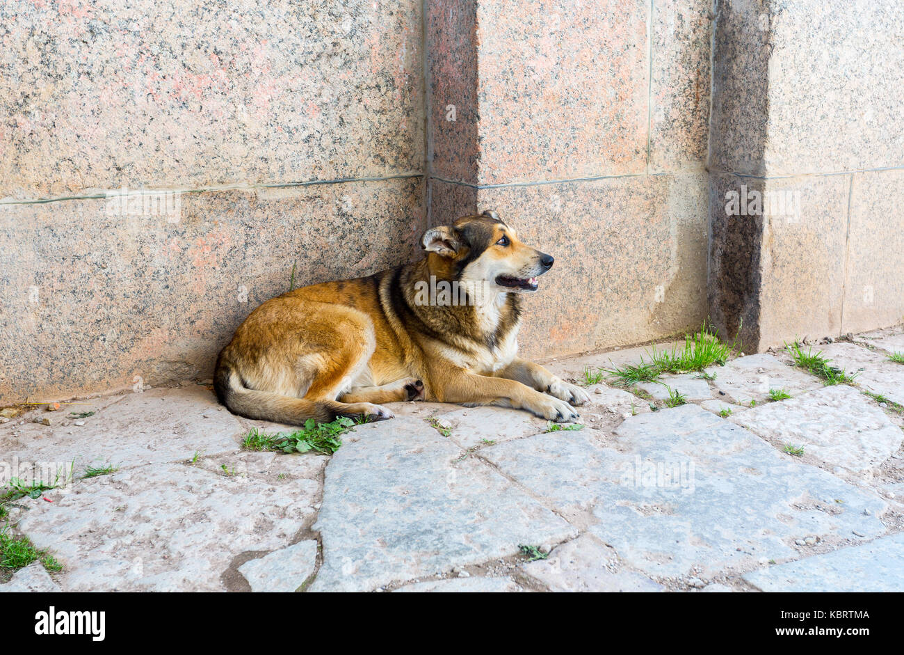 Inukai auf dem Boden ruht im Sommer Tag Stockfoto