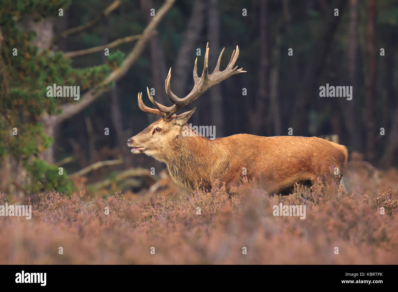 Rothirsch Cervus elaphus Hirsch mit großen Geweih Brüllen und hirschbrunft zeigt territoriale Verhalten während der Herbstsaison. Stockfoto