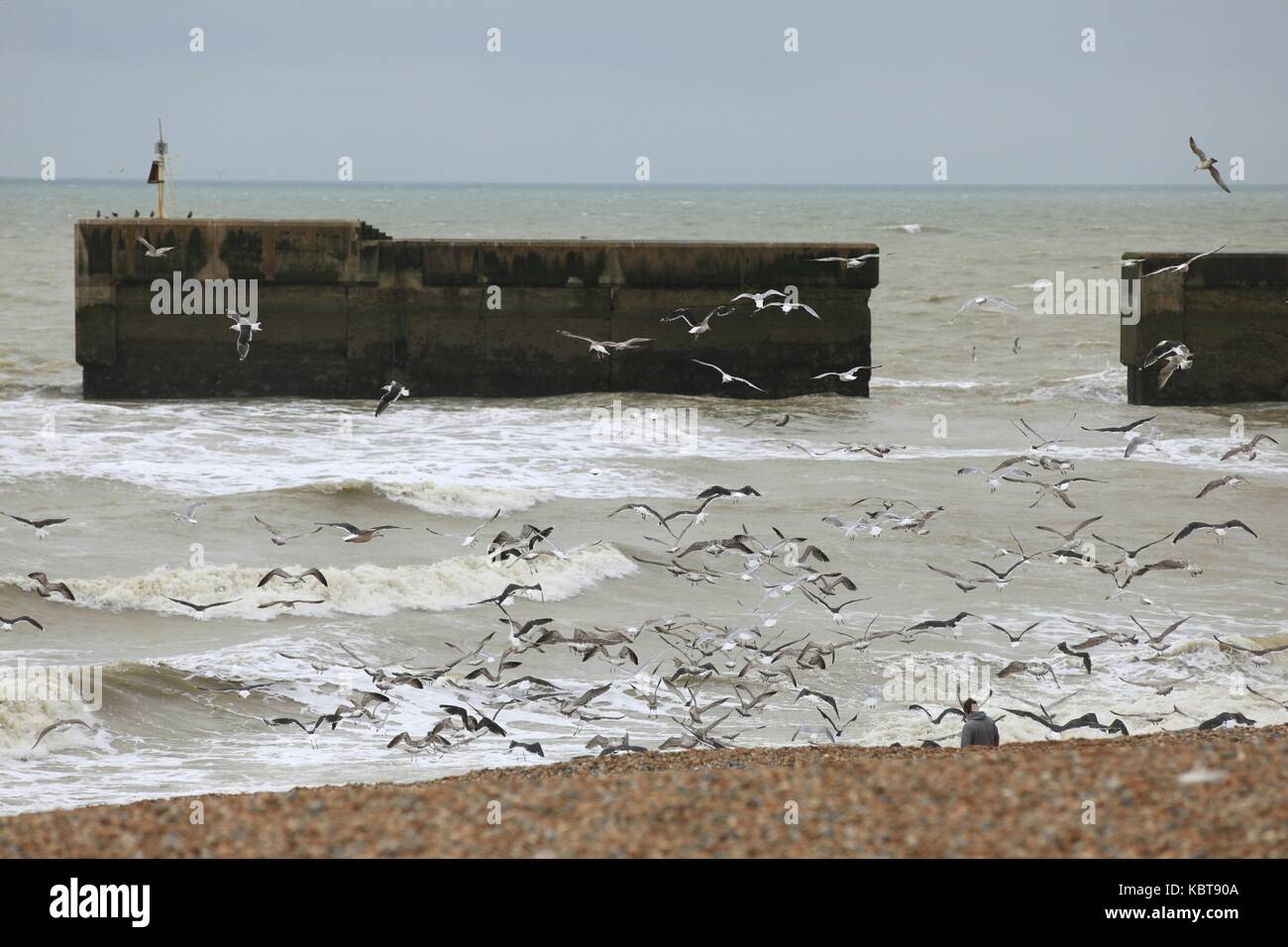 Hastings, East Sussex, UK. 1. Oktober 2017. Lokale Fischer gesehen wird, ziehen die Reste für die Möwen zu füttern. Regen und Wind ist für den Rest des Tages in diesem Badeort prognostiziert. Höhen von 17c erwartet. Foto Paul Lawrenson/Alamy leben Nachrichten Stockfoto