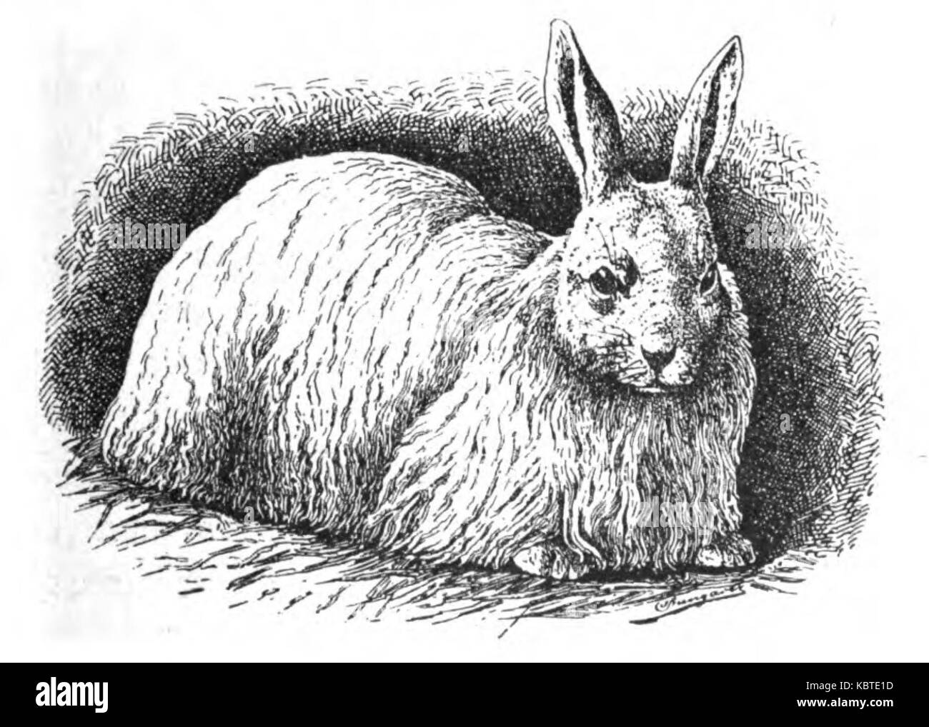 Angora Kaninchen (Jean Bungartz, Kaninchenrassen, 1902, p059) Stockfoto