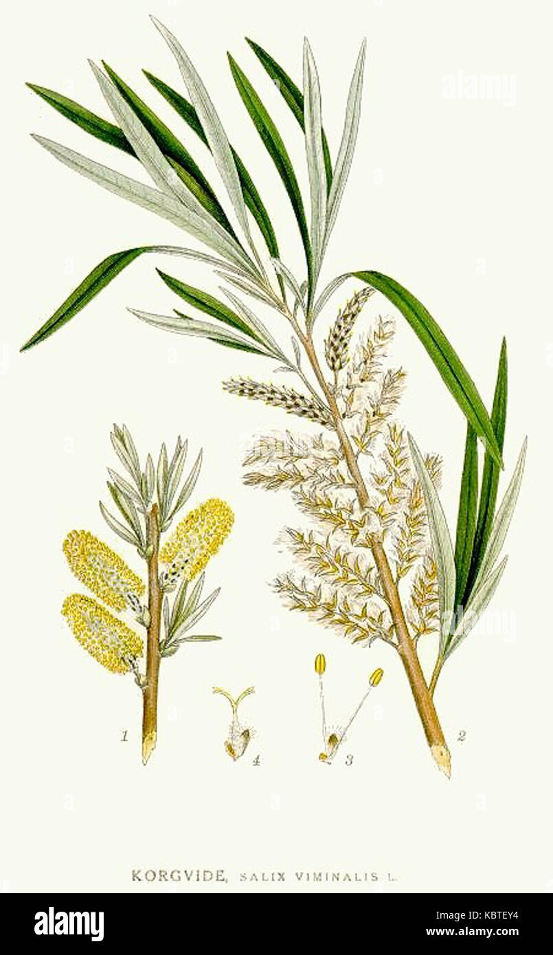 Salix karte Fotos und Bildmaterial in hoher Auflösung Alamy