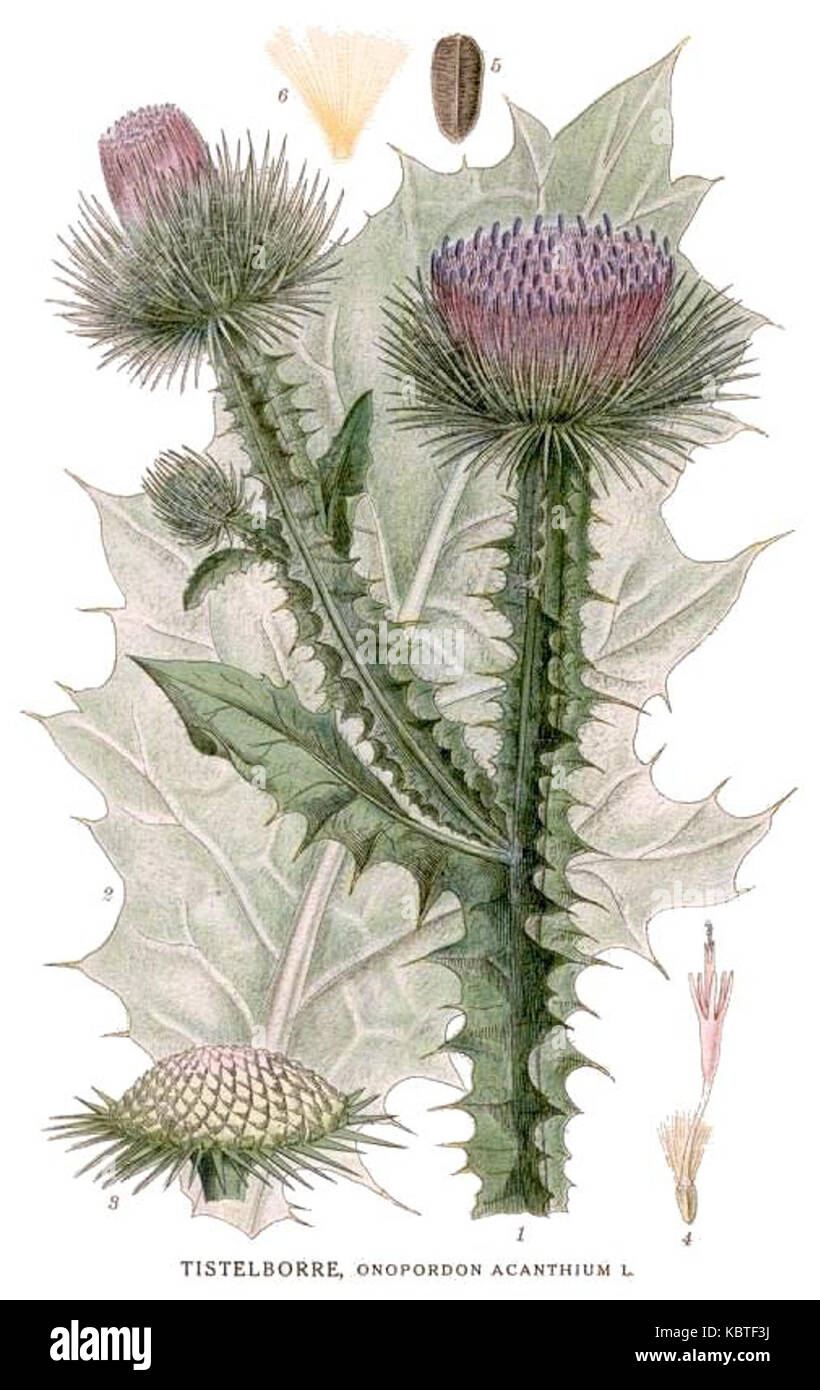Onopordum acanthium, auch bekannt als Baumwolldistel, ist eine zweijährige Pflanze, die in Europa und Asien beheimatet ist und für ihre stacheligen Blätter und violetten Blüten bekannt ist. Stockfoto Onopordum acanthium, auch bekannt als Baumwolldistel, ist eine zweijährige Pflanze, die in Europa und Asien beheimatet ist und für ihre stacheligen Blätter und violetten Blüten bekannt ist. Stockfoto