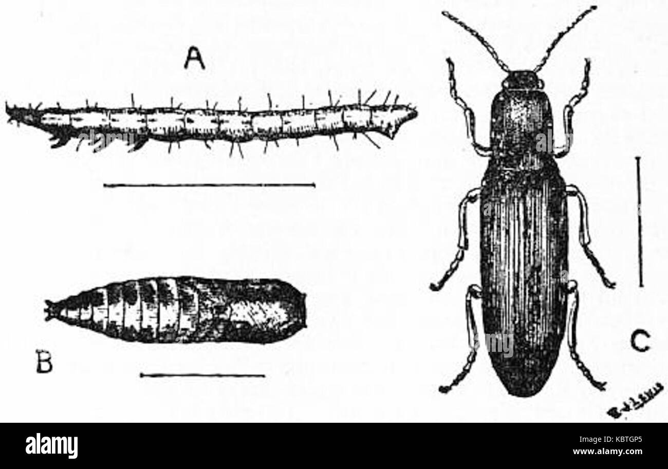 Britannica ökonomische Entomologie 1. Stockfoto