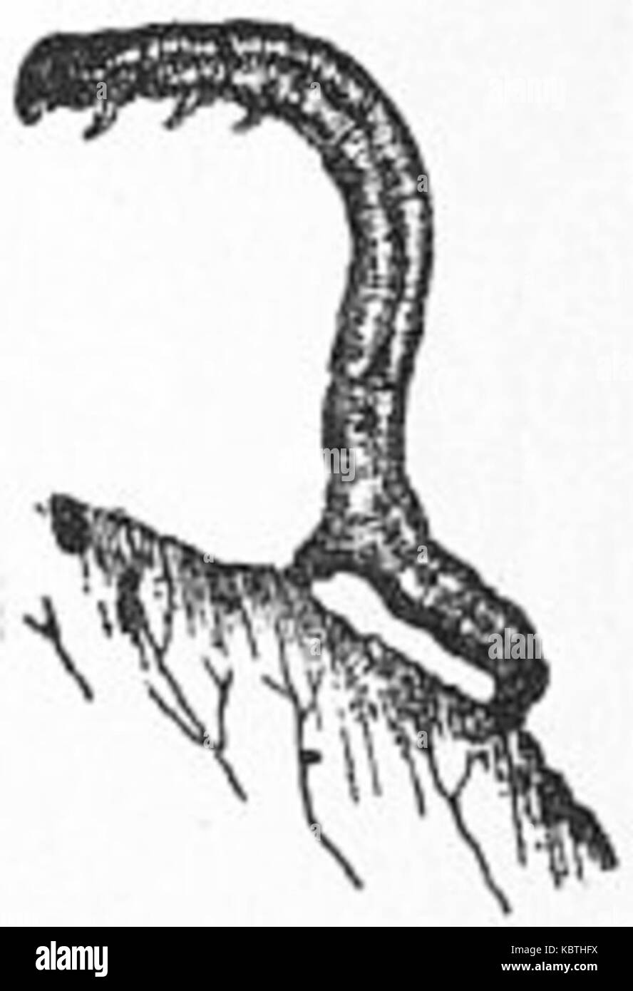 Britannica ökonomische Entomologie 3 Stockfoto