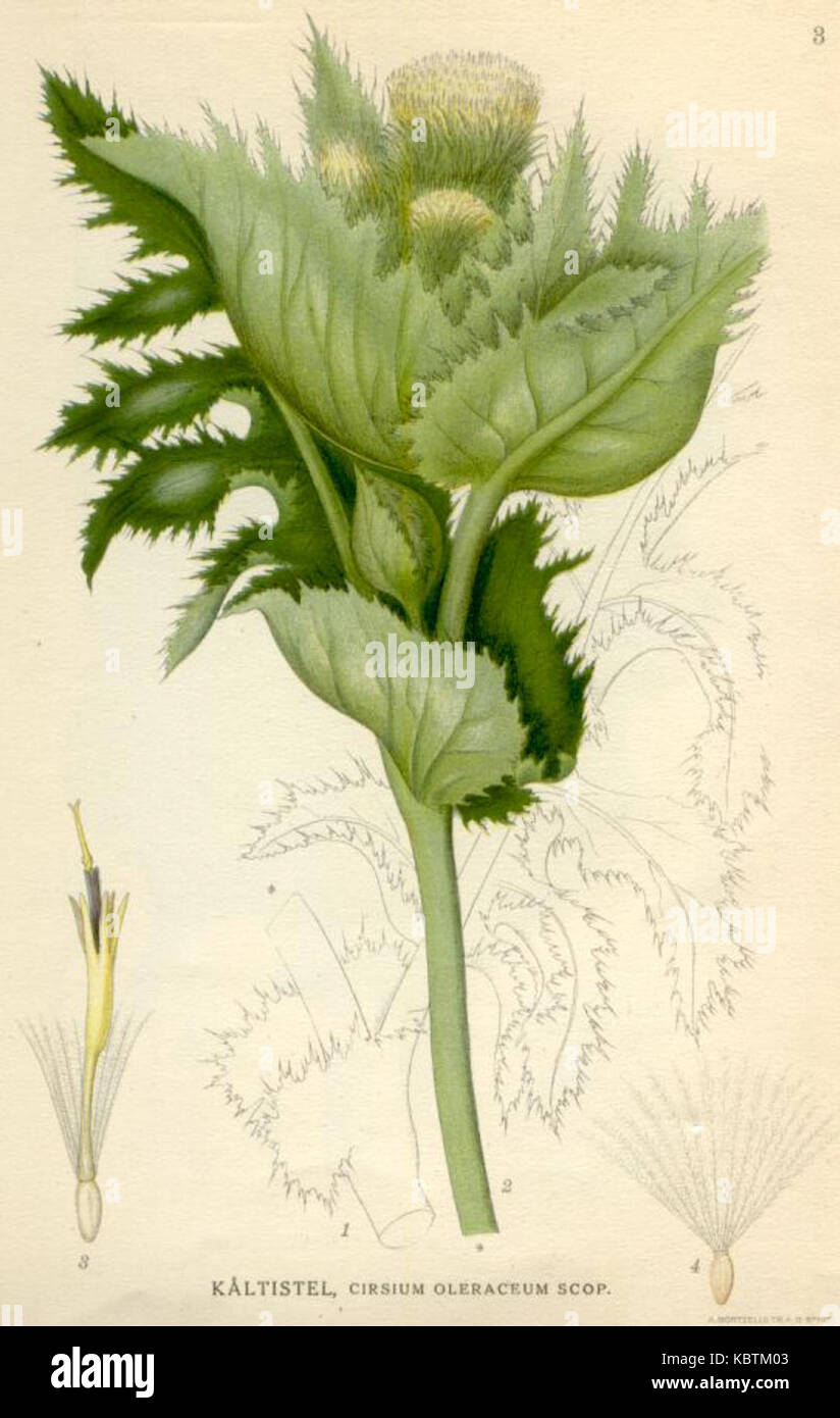 Cirsium oleraceum Stockfoto Cirsium oleraceum Stockfoto
