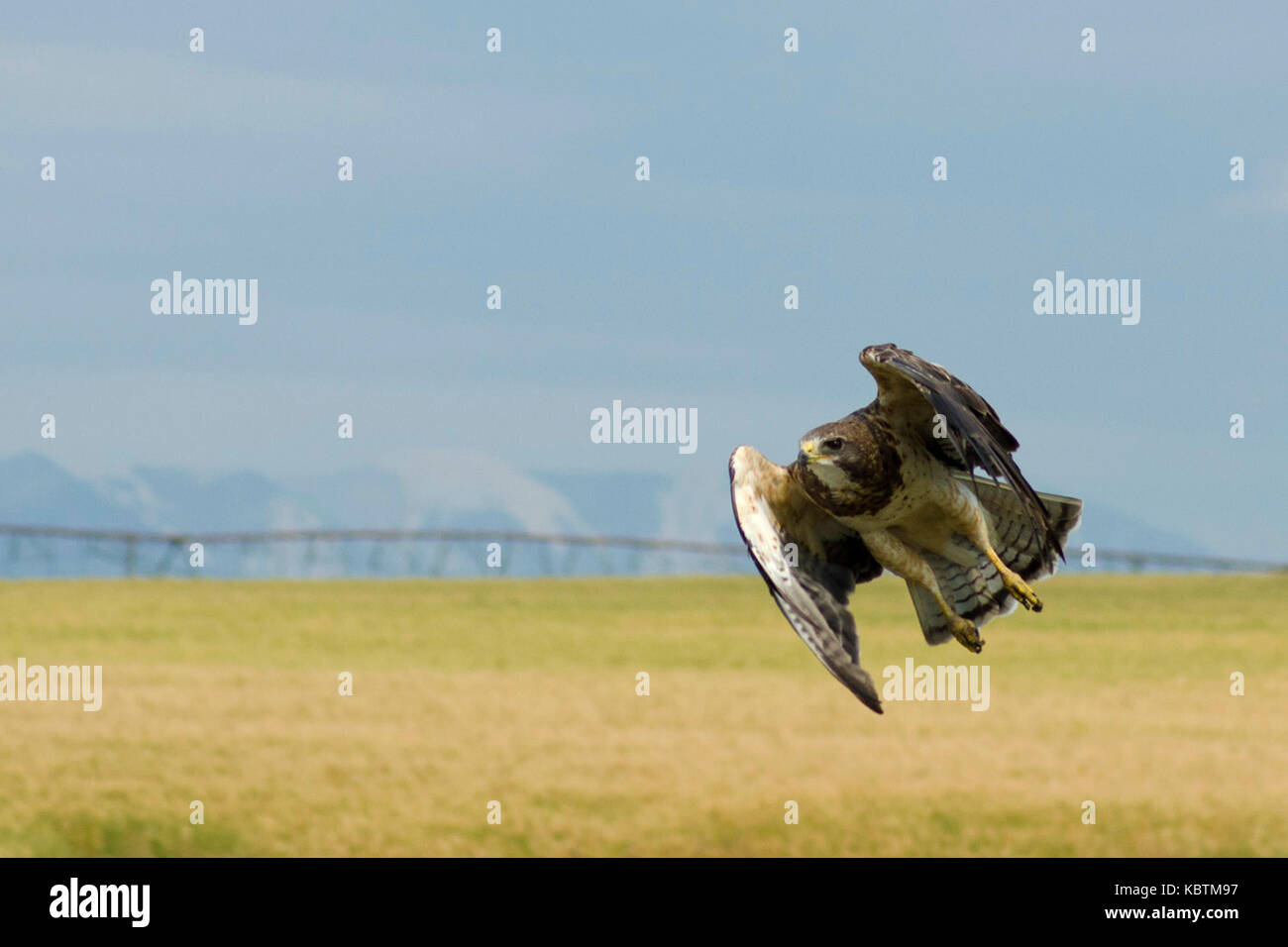 Für eine Landung. swainsons Hawk in Pincher Creek, Alberta Stockfoto