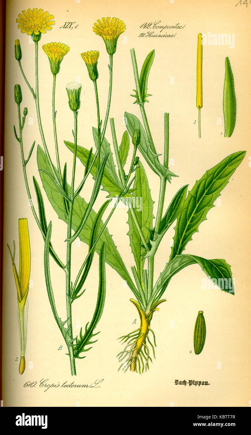 Abbildung: Crepis tectorum 0 Stockfoto