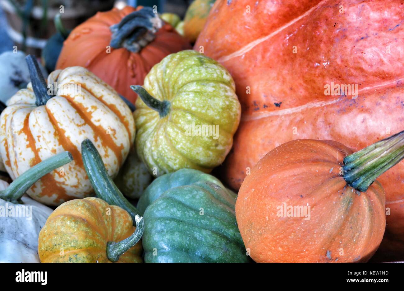 Kürbisse im Herbst Stockfoto