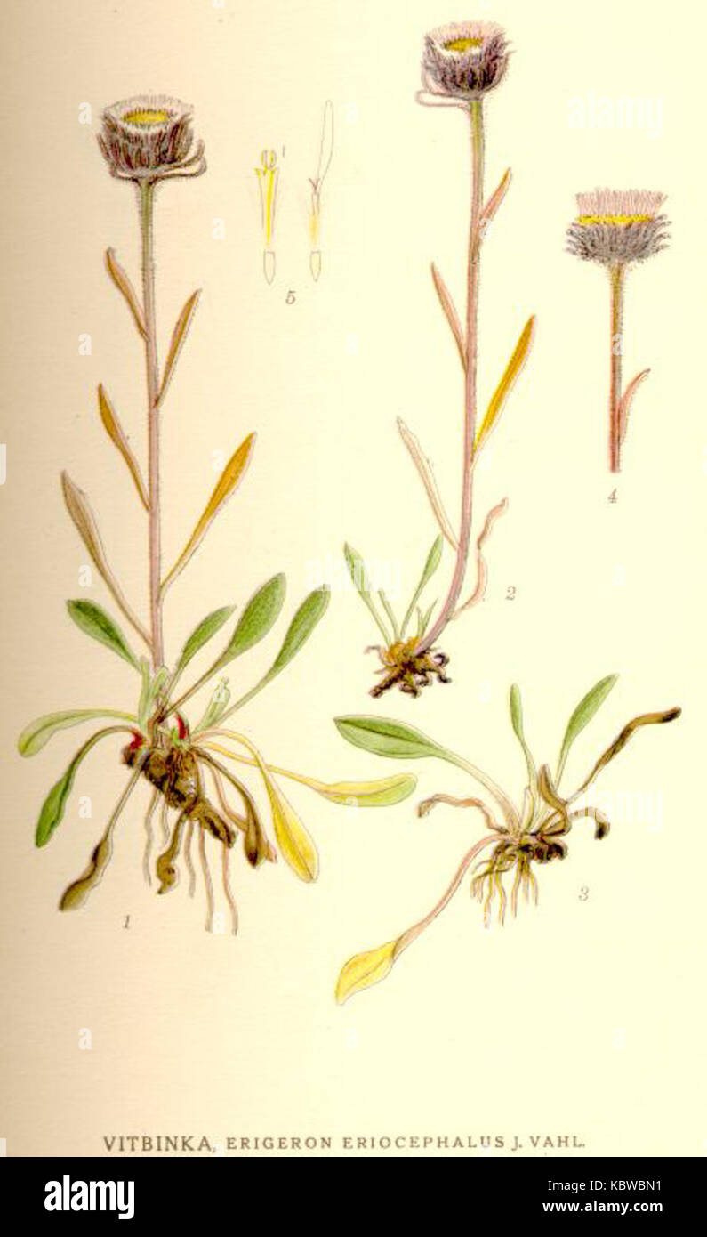 Eine botanische Beschreibung von Erigeron eriocephalus, einer blühenden Pflanzenart aus der Familie der Asteraceae. Die Art zeichnet sich durch ihre charakteristischen Blüten und ihren Lebensraum aus. Stockfoto