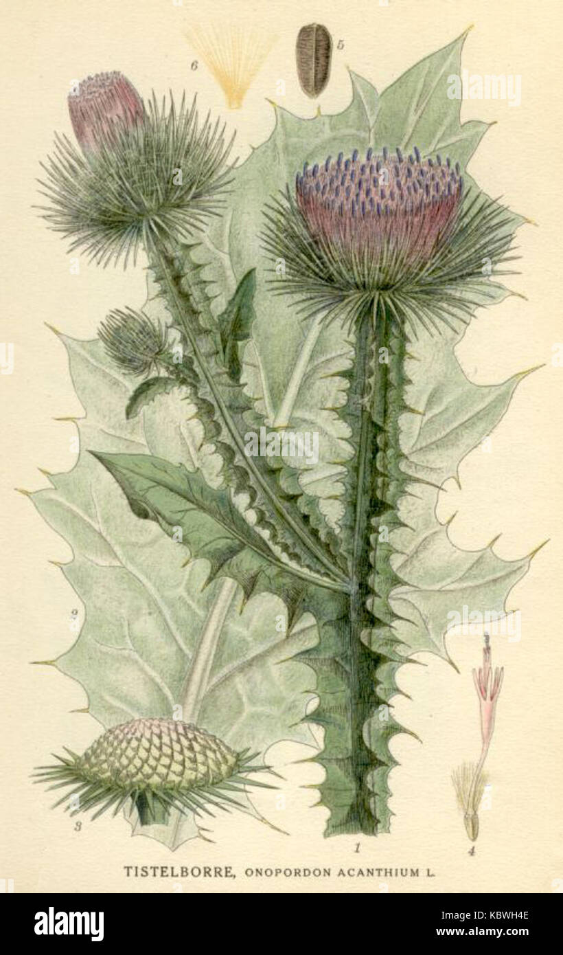 Onopordon acanthium Stockfoto Onopordon acanthium Stockfoto