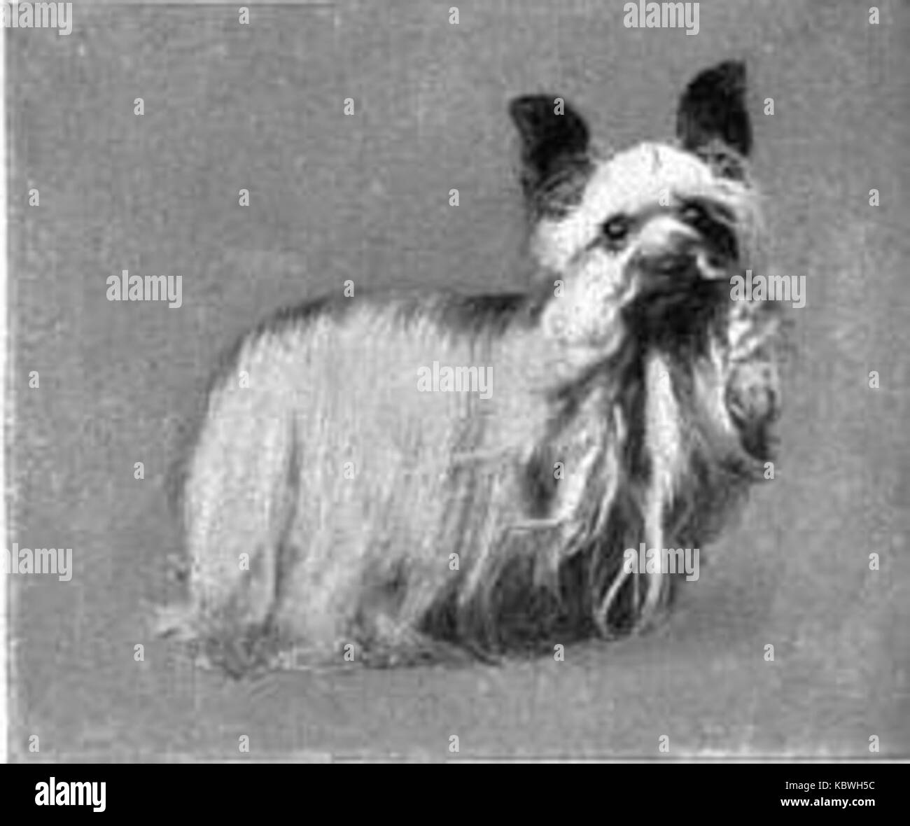 Der Britannica Dog 4 ist Teil einer Reihe visueller oder konzeptueller Darstellungen von Hunden, die möglicherweise in Lehrmaterialien oder Illustrationen zum Tierreich verwendet werden. Stockfoto