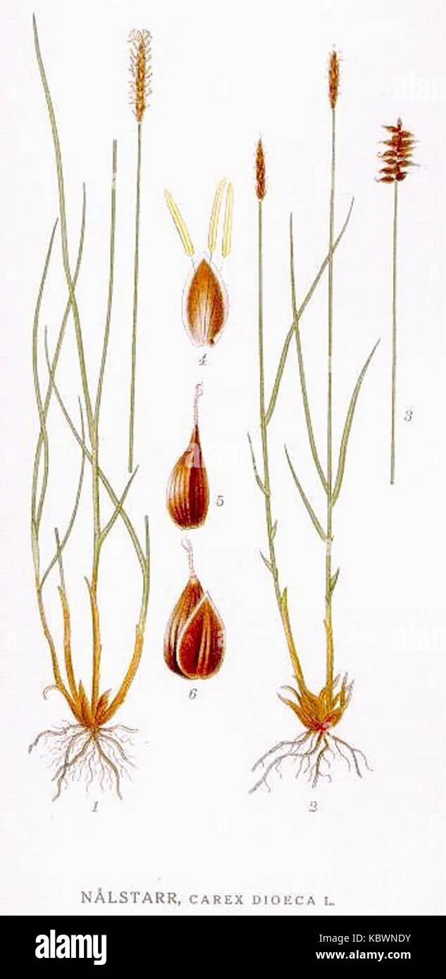 430 Carex dioeca Stockfoto