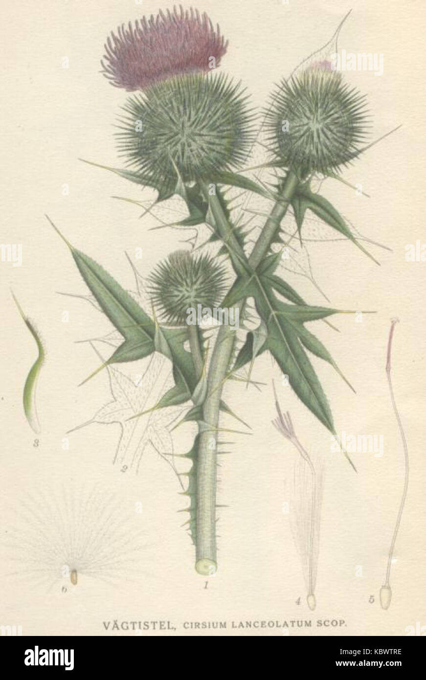Cirsium lanceolatum, eine Distelart, die sich durch ihre großen, stacheligen Blätter und violetten Blüten auszeichnet und in Nordamerika häufig vorkommt. Stockfoto Cirsium lanceolatum, eine Distelart, die sich durch ihre großen, stacheligen Blätter und violetten Blüten auszeichnet und in Nordamerika häufig vorkommt. Stockfoto