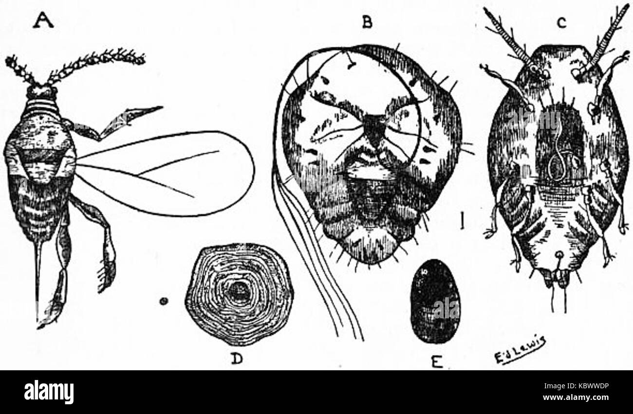 Britannica ökonomische Entomologie 4 Stockfoto