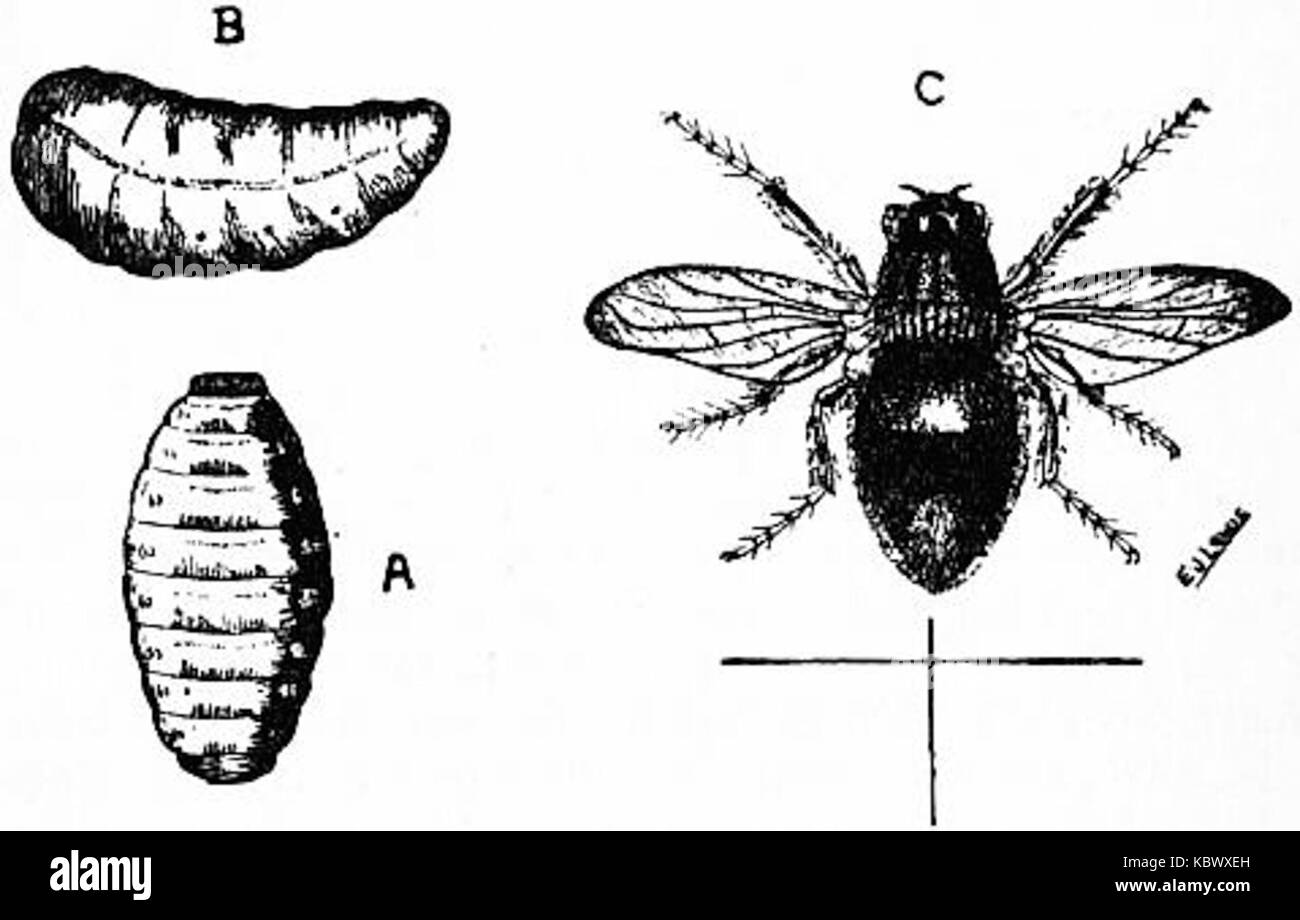Britannica ökonomische Entomologie 2 Stockfoto