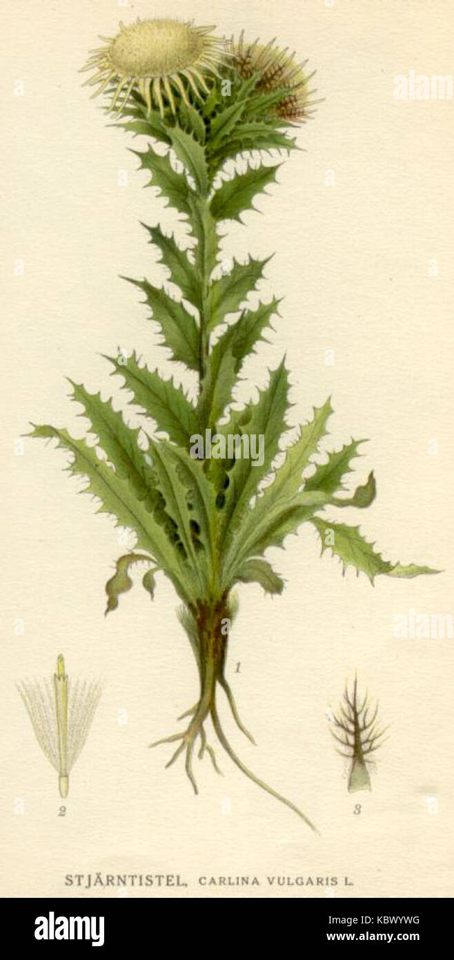 Carlina vulgaris Stockfoto Carlina vulgaris Stockfoto