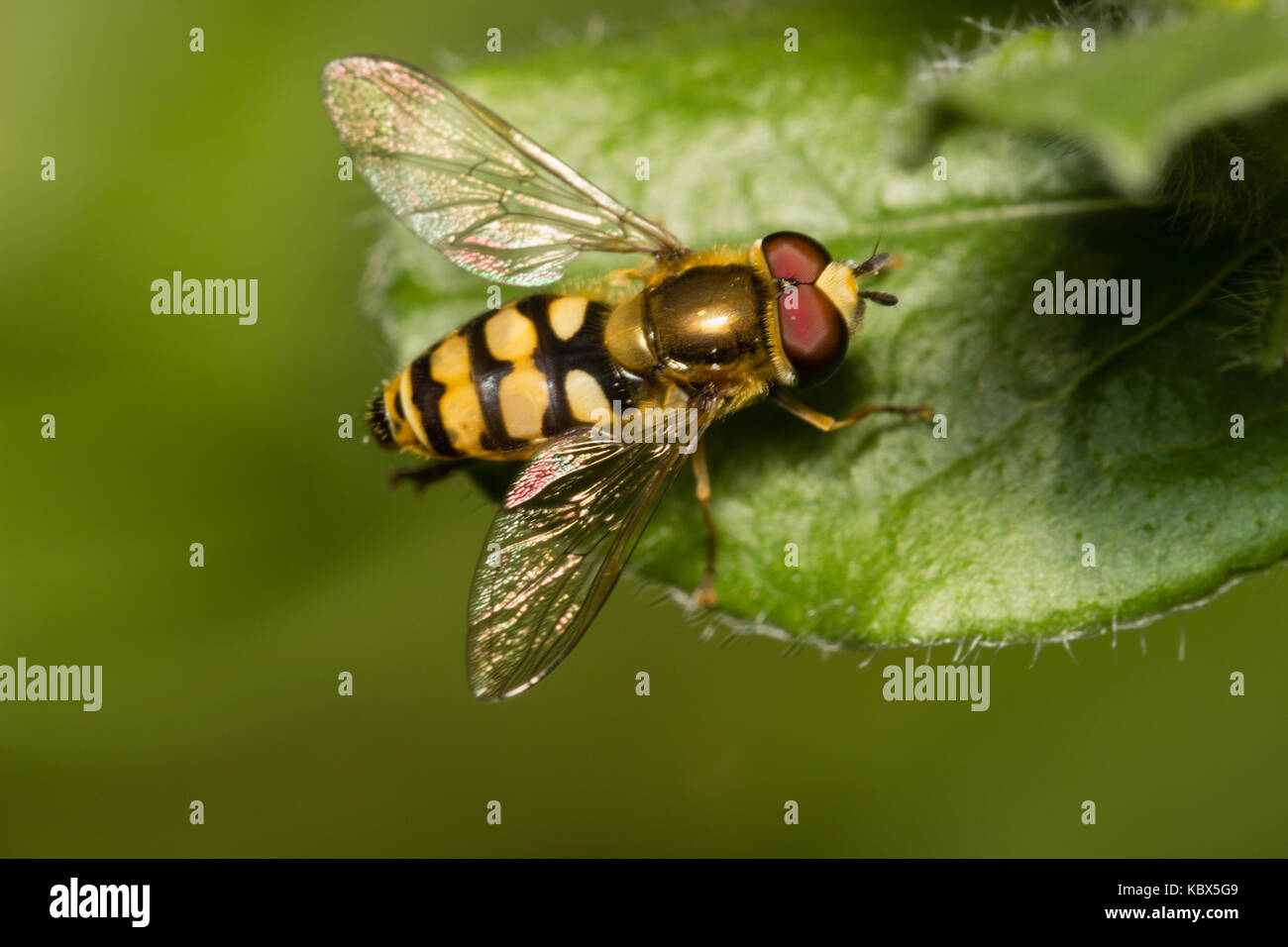Gelb und Schwarz markiert Wasp nachahmen Migrant hoverfly, Eupeodes corollae, ein britischer Native Stockfoto