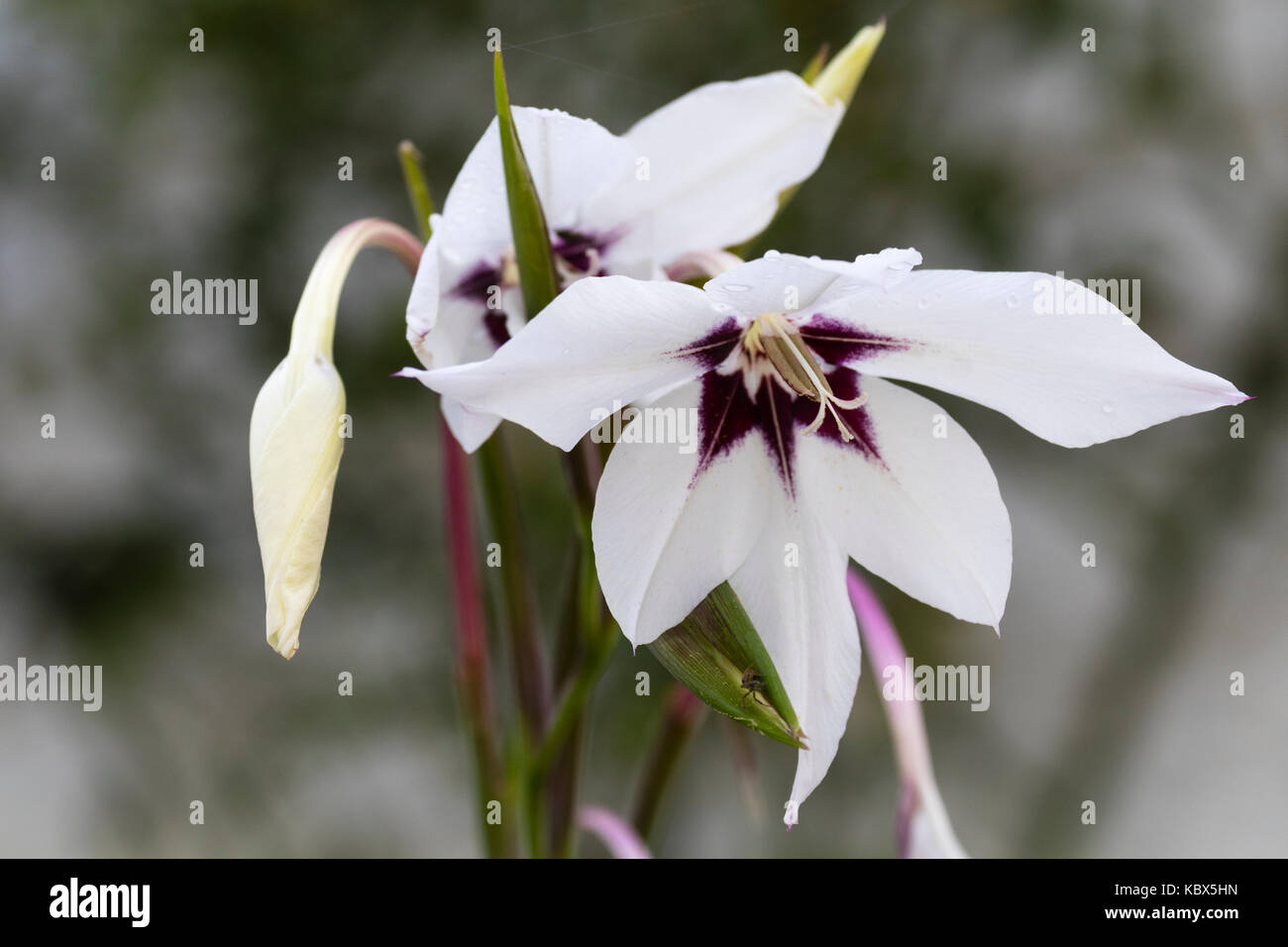 Violett gemusterte weiße Blume im Herbst blühende Harf hardy Abessinier, Gladiolen Gladiolen murielae Stockfoto