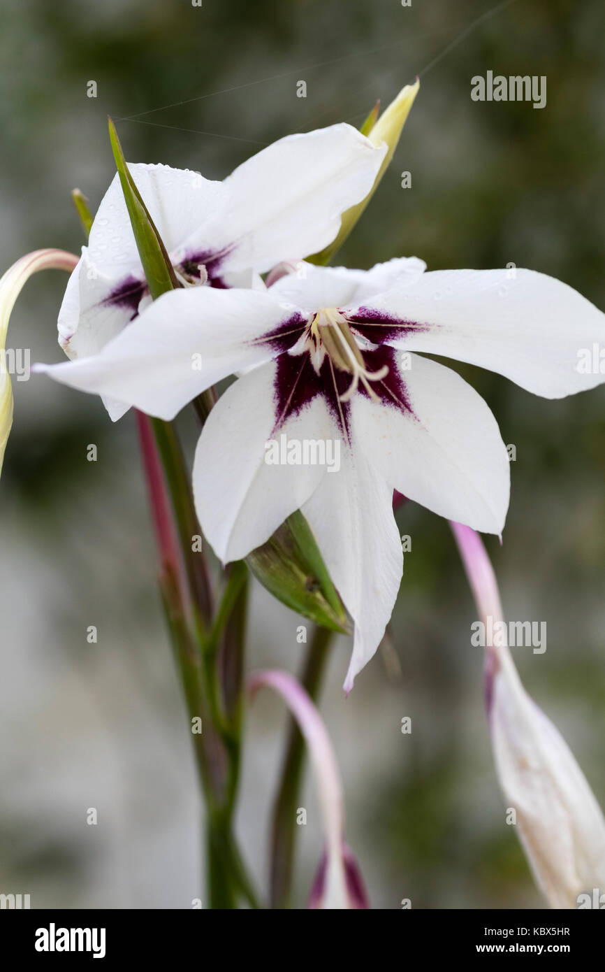 Violett gemusterte weiße Blume im Herbst blühende Harf hardy Abessinier, Gladiolen Gladiolen murielae Stockfoto