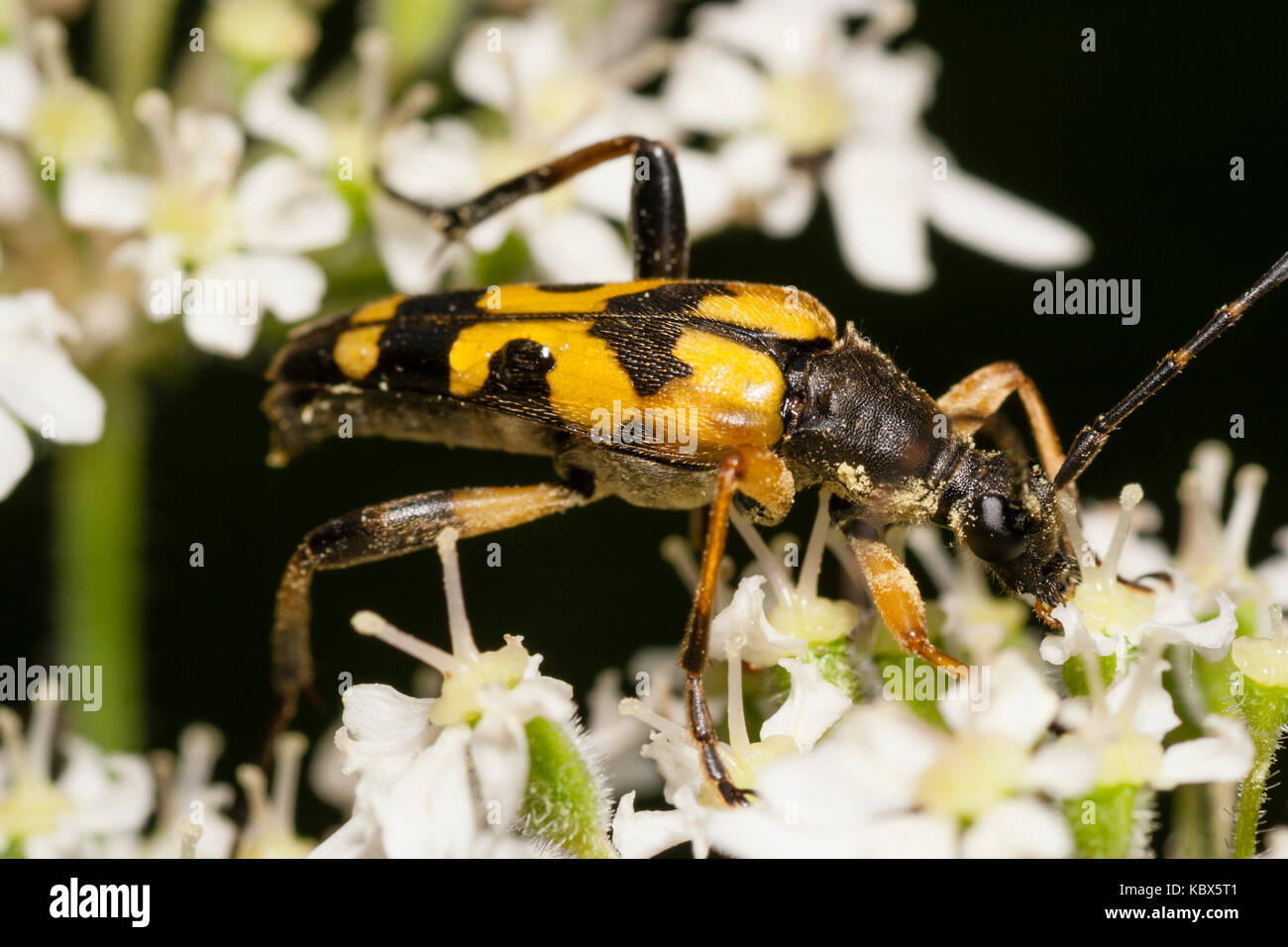 Nach spotted Longhorn Beetle, Rutpela maculata, Fütterung auf umbellifer Blumen Stockfoto