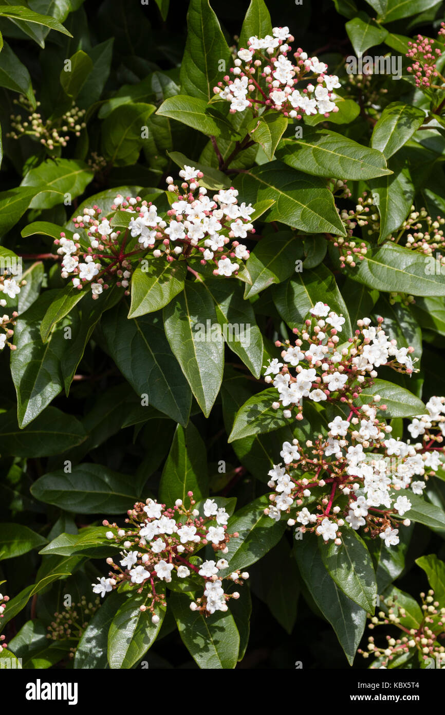 Weiß Herbst Blumen Der laurustinus winterharte immergrüne Strauch