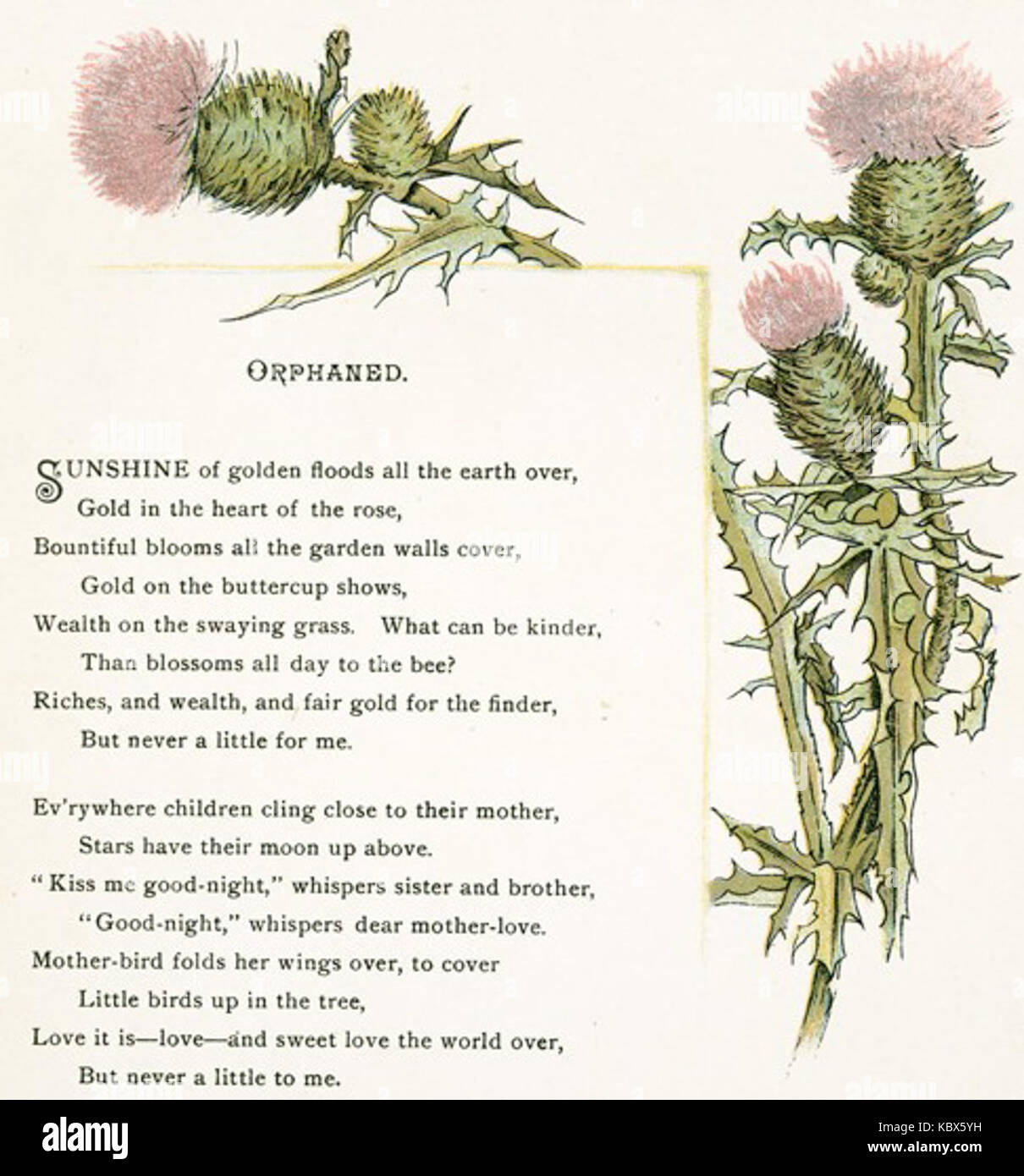 Dieses Bild zeigt eine Pink Thistle, eine Pflanze, die für ihr markantes Aussehen und ihre leuchtende Farbe bekannt ist. Sie wächst in der Regel in trockenen, offenen Bereichen und gehört zur Distelfamilie. Stockfoto Dieses Bild zeigt eine Pink Thistle, eine Pflanze, die für ihr markantes Aussehen und ihre leuchtende Farbe bekannt ist. Sie wächst in der Regel in trockenen, offenen Bereichen und gehört zur Distelfamilie. Stockfoto