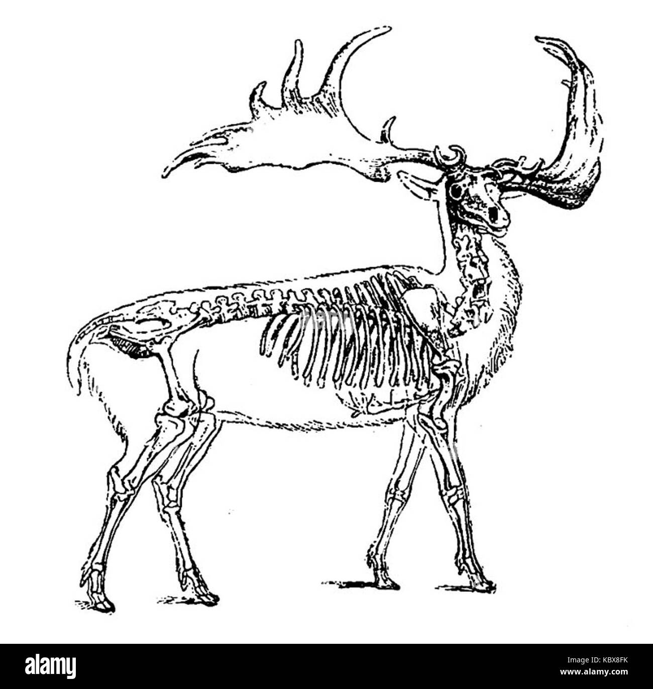 Cervus megaceros Stockfoto