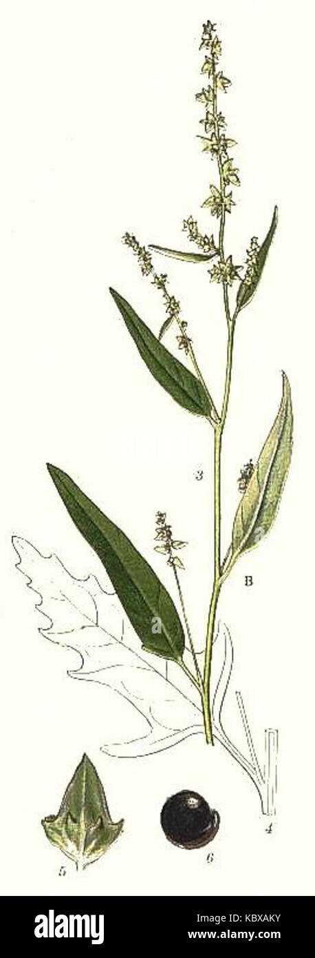 Atriplex patula gereinigt Lindmann Stockfoto